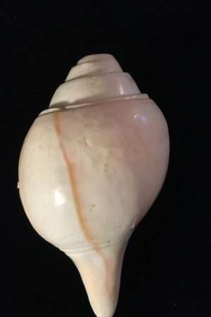 Plain conch shell 20cm